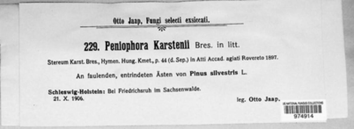 Peniophora karstenii image